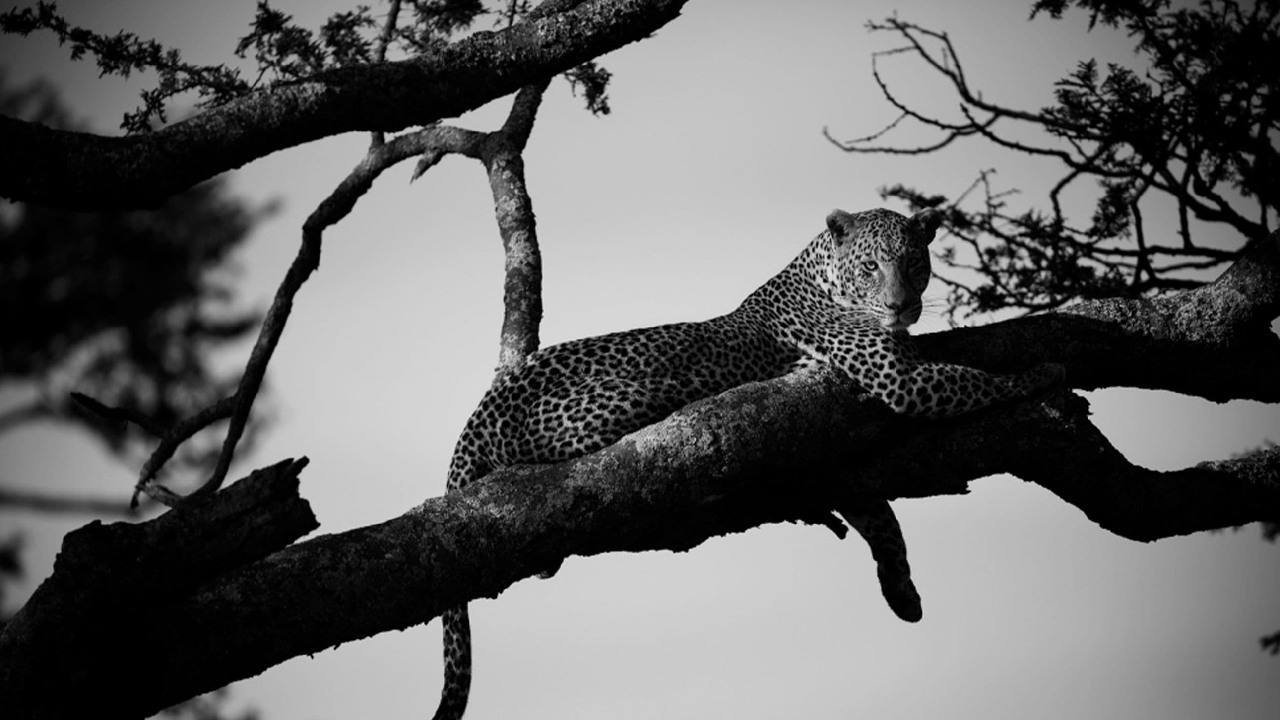 Imagem do artigo: Reino Desse Mundo de Christian Cravo