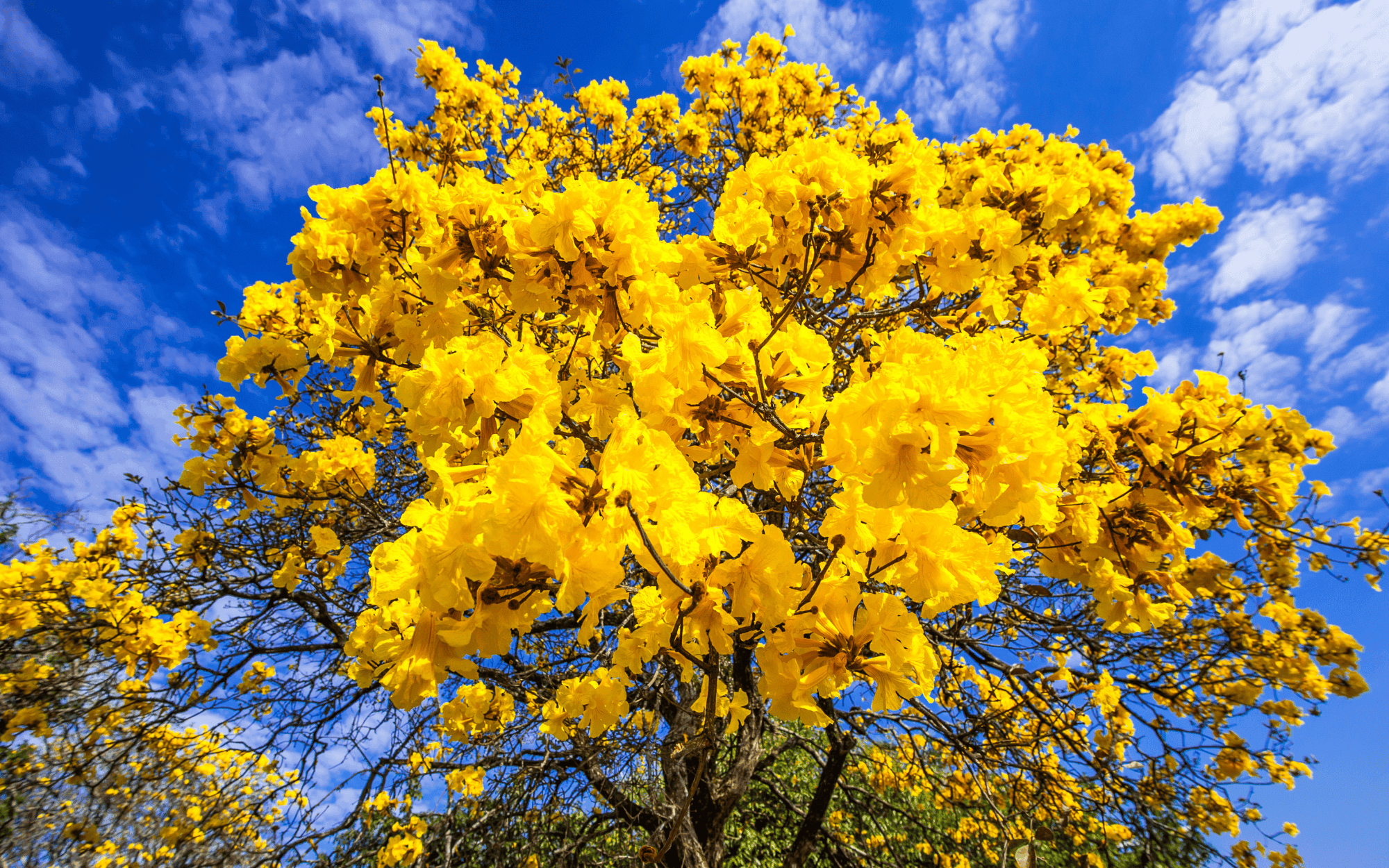 Imagem do artigo: Primavera: o despertar dos sentidos no Jardim dos Aromas