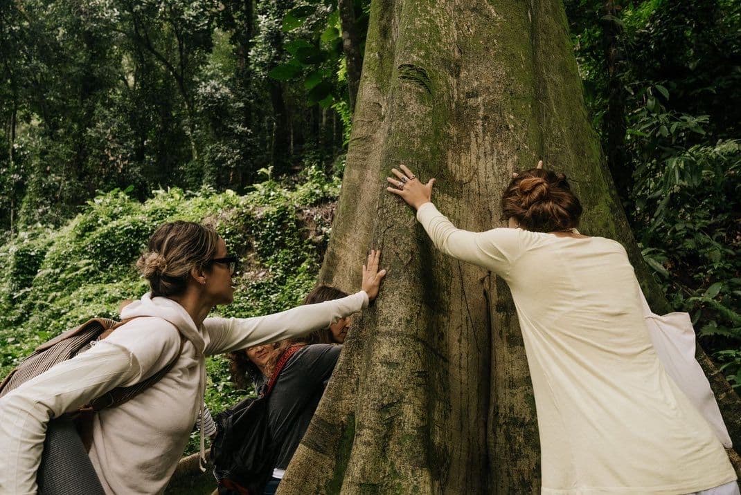 Imagem do artigo: Você sabe o que é o Banho de Floresta?