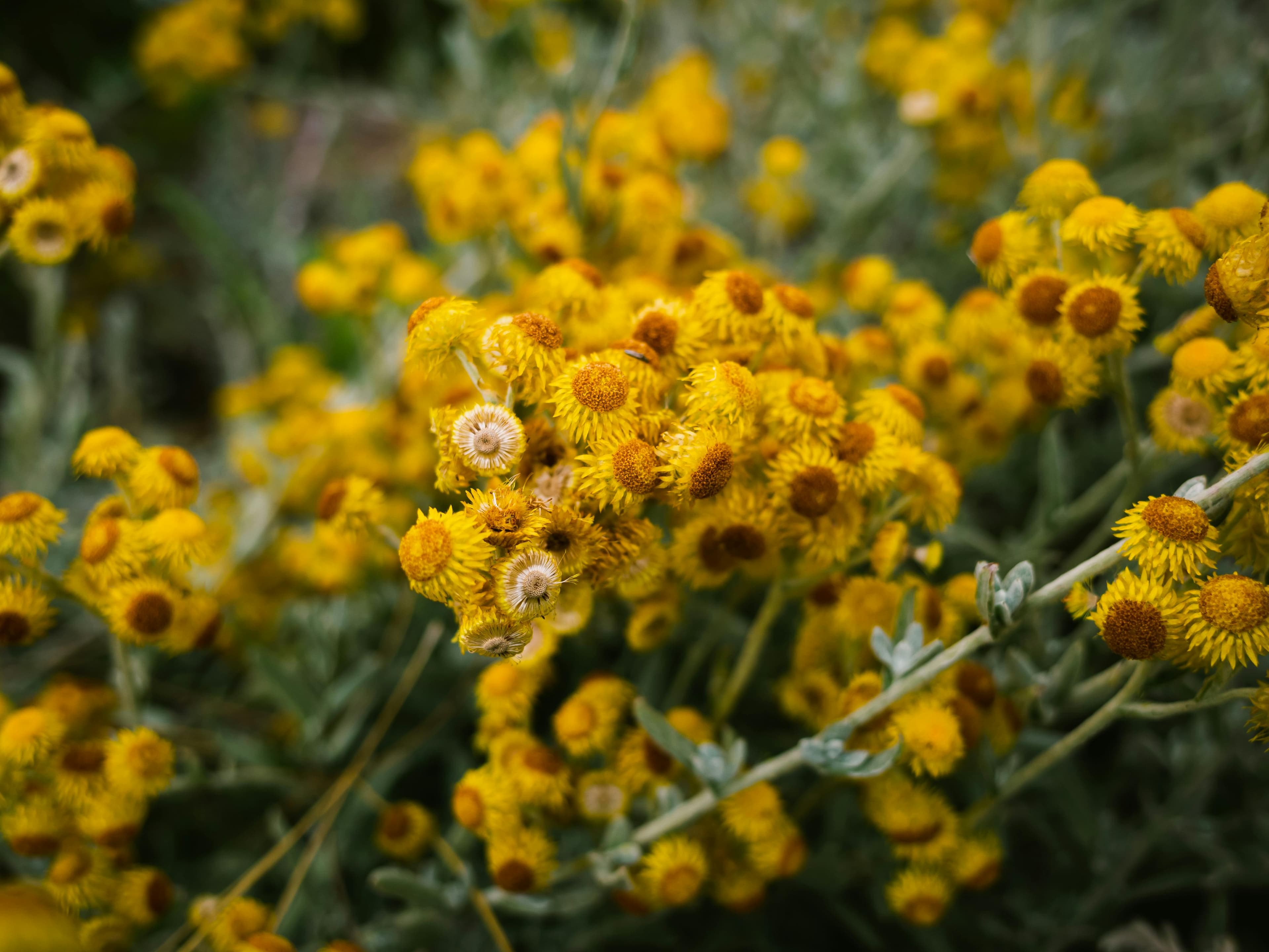 Article Carta do Editor thumbnail