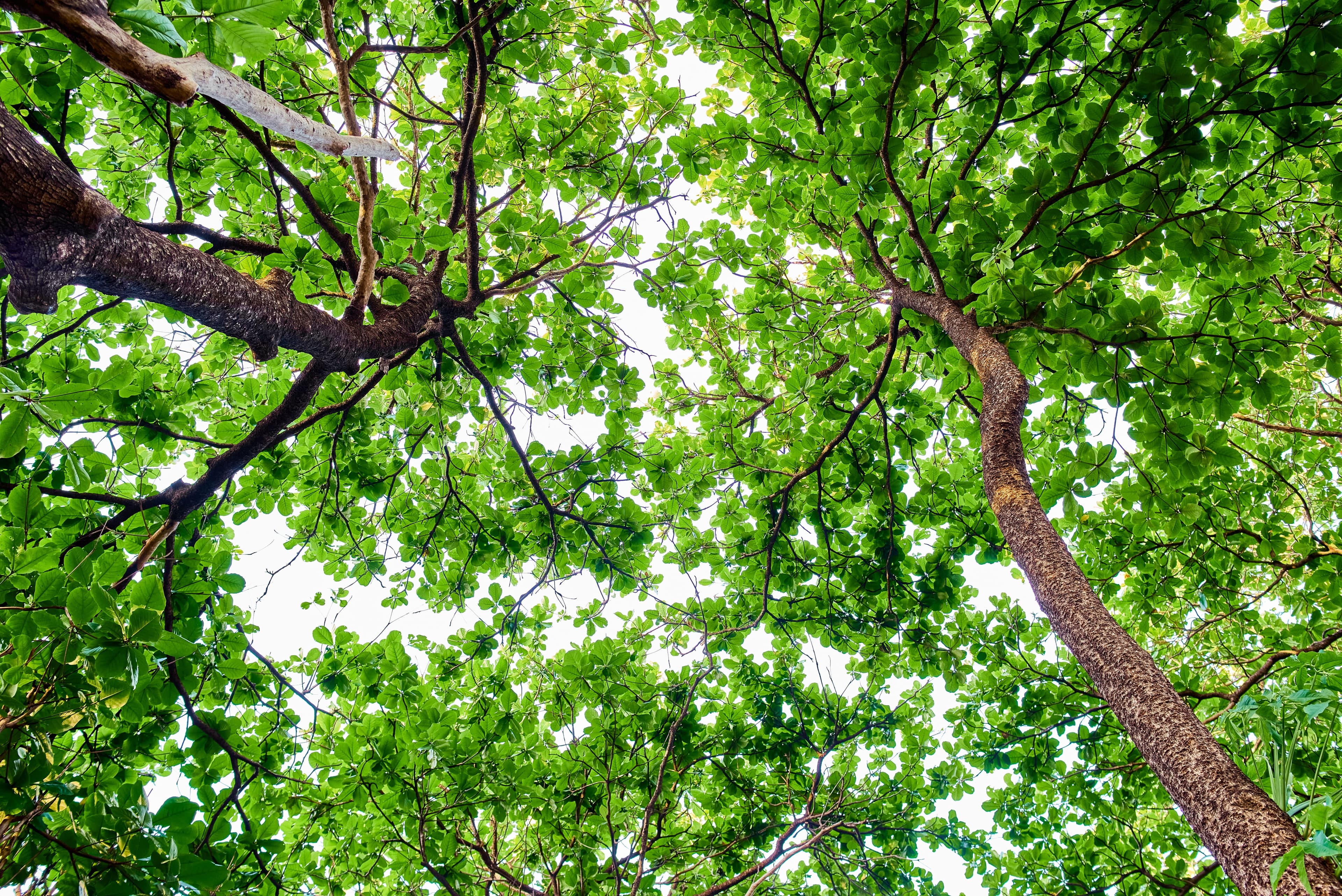 Imagem do artigo: Compensação Ambiental: mais que obrigação, um chamado à regeneração
